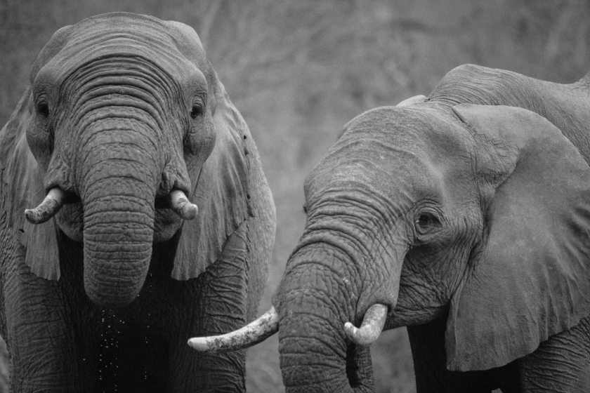 africa-animals-black-and-white-16023.jpg